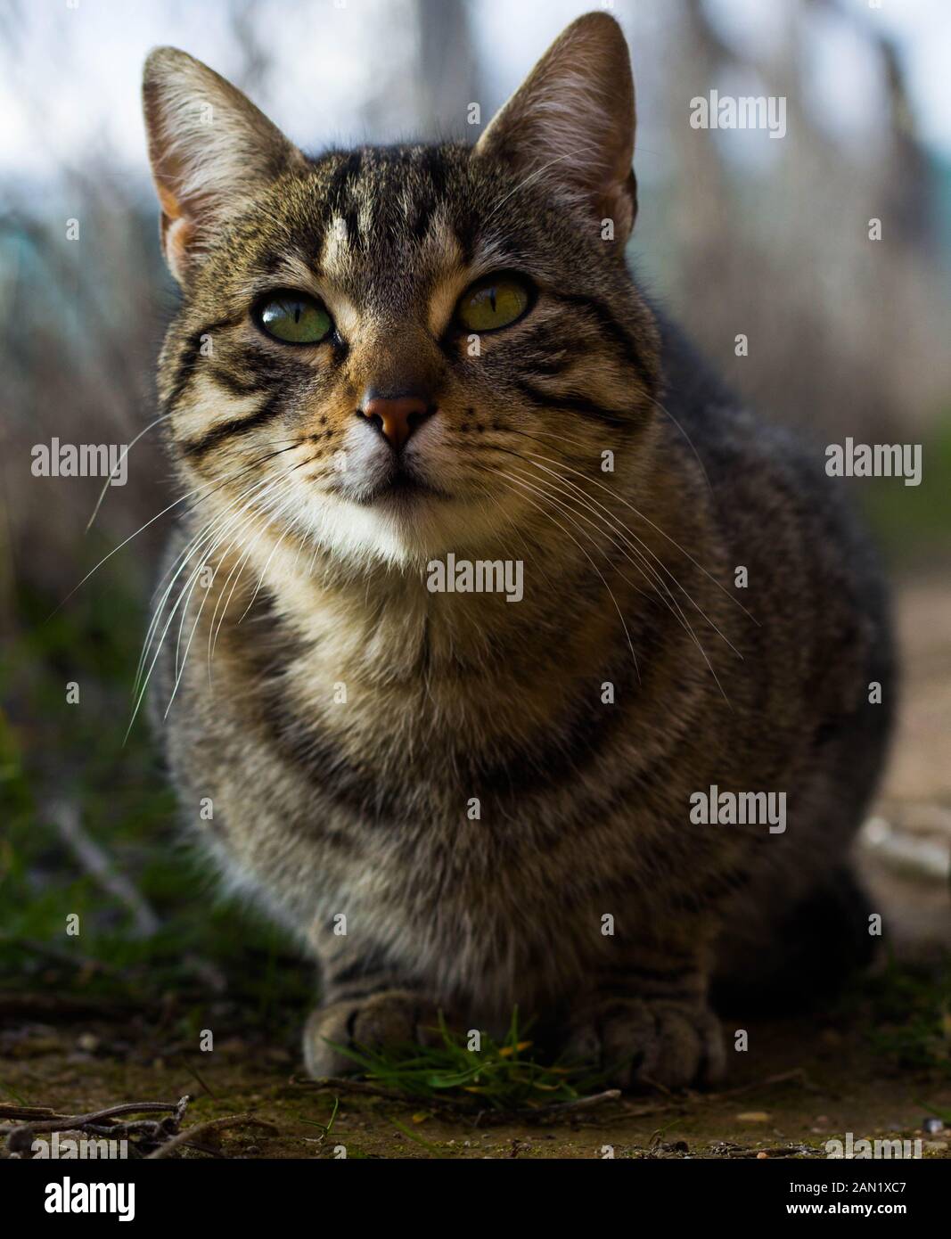 gatto selvatico guardando in alto, occhi verdi Foto Stock