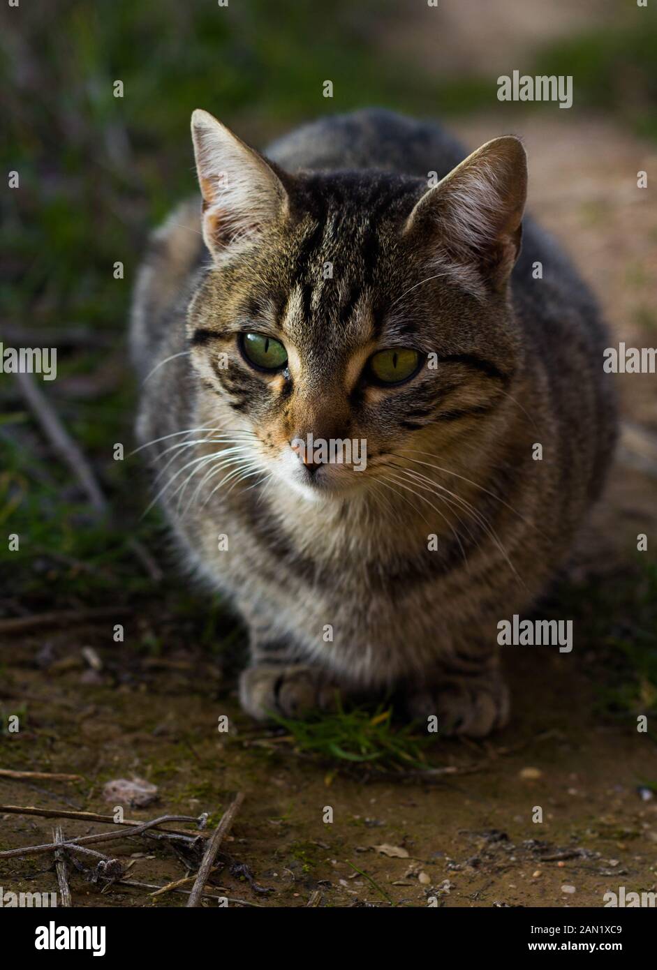 gatto selvaggio che guarda avanti, occhi verdi Foto Stock