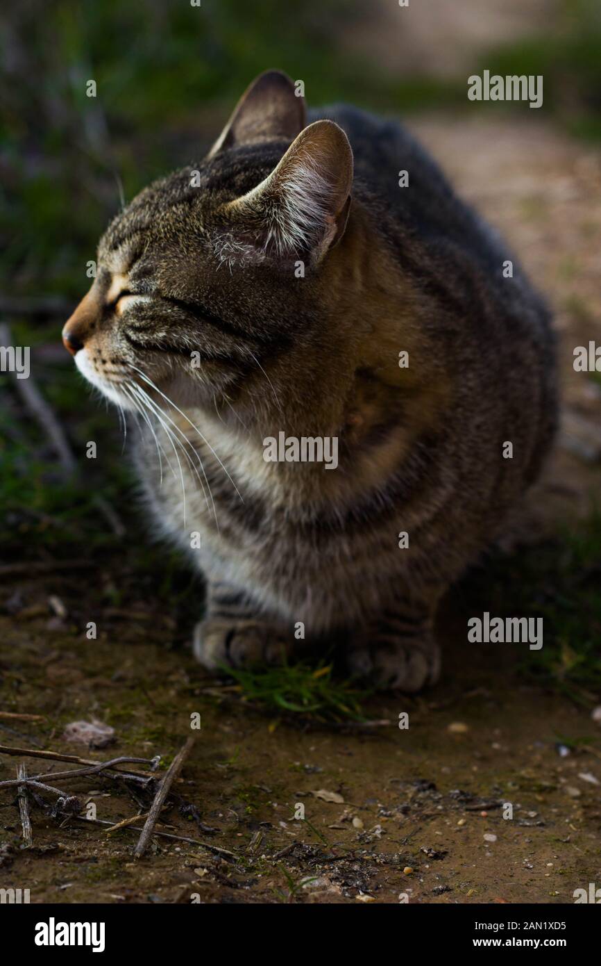 gatto selvatico guardando al lato, gli occhi chiusi Foto Stock