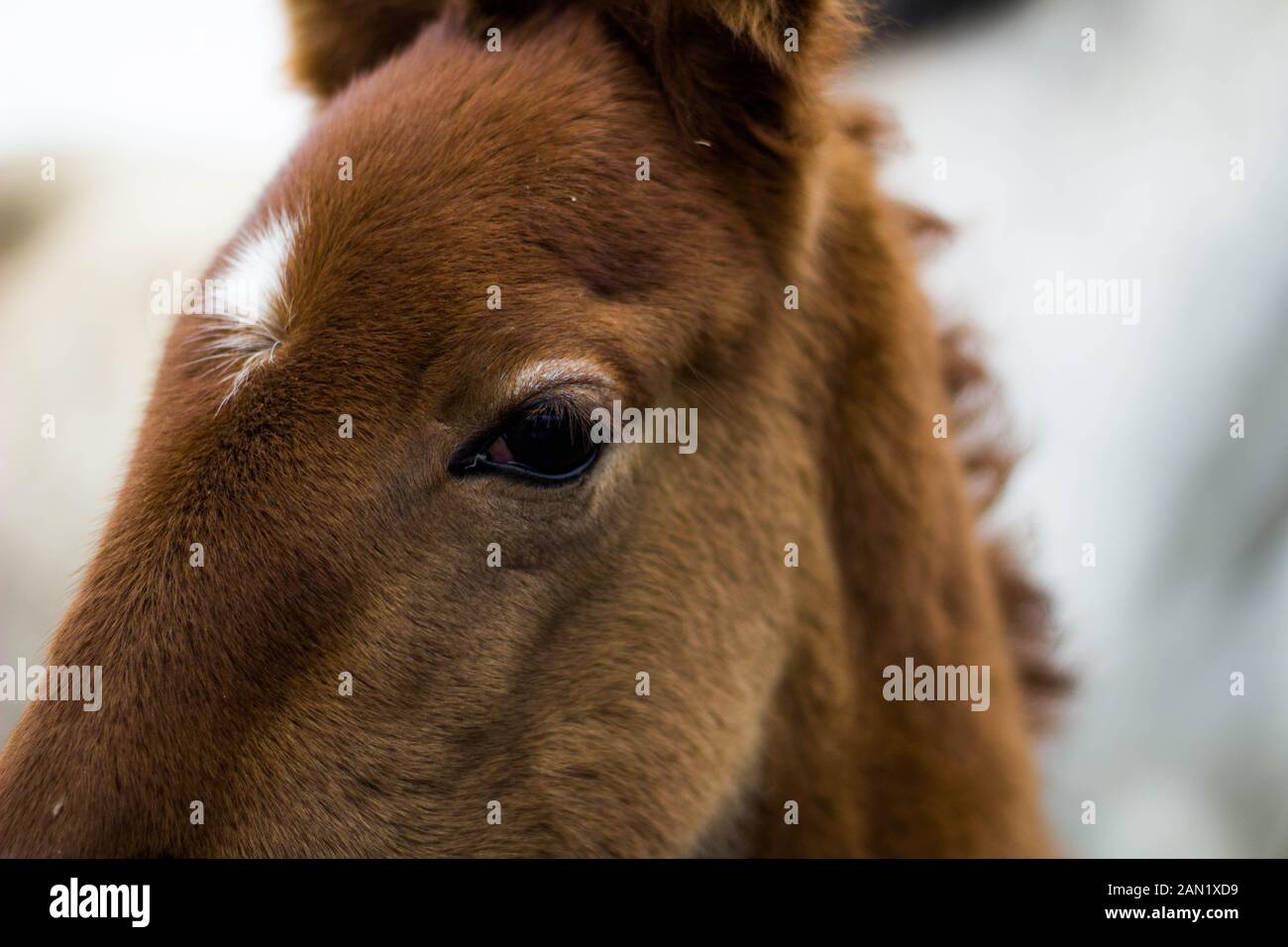 primo piano dell'occhio e della testa del cavallo marrone del bambino Foto Stock