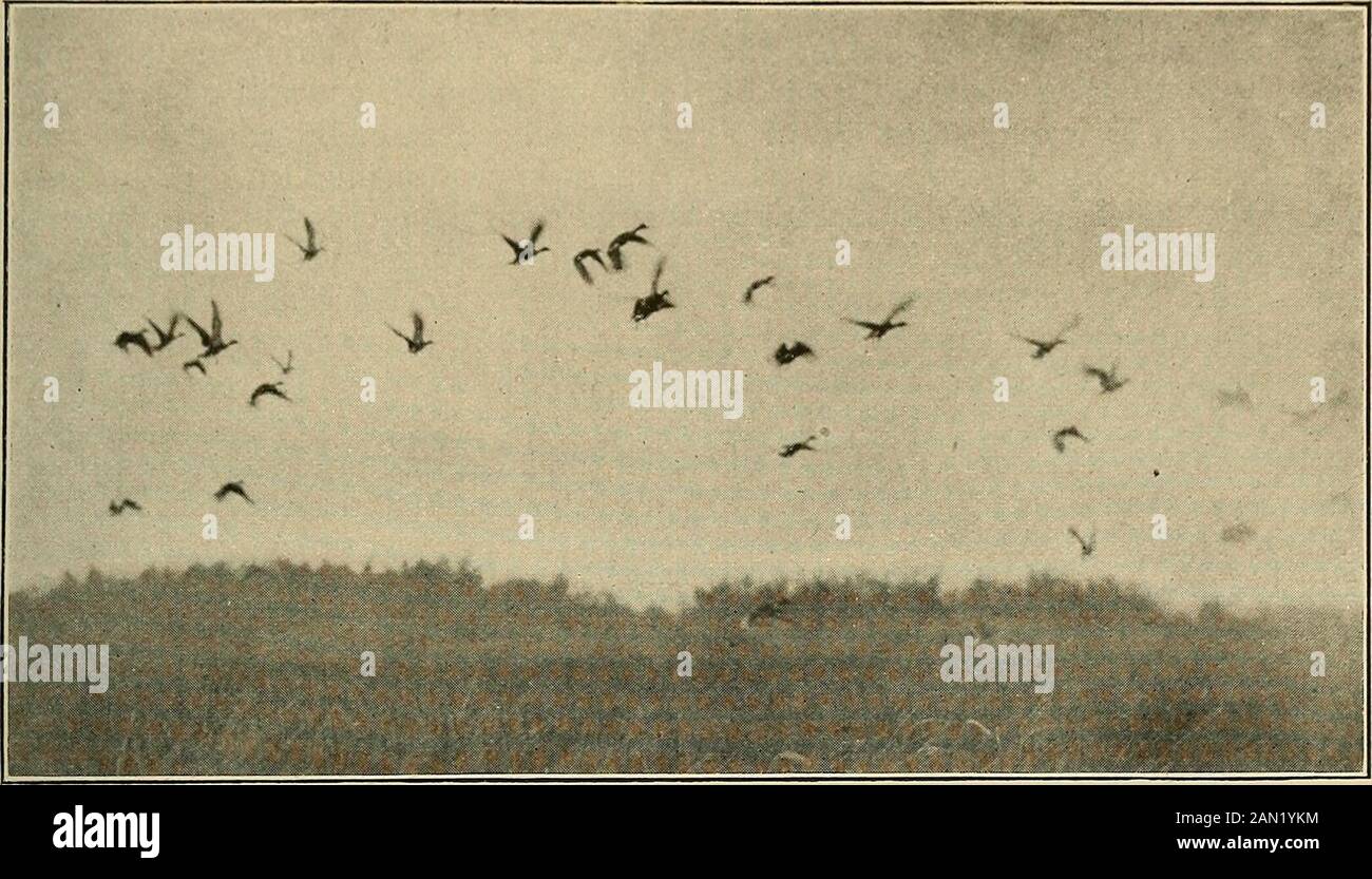 Outing . n le parti superiori. il yel- sopra di esso. Qualsiasi improvviso approccio li travoldsend correre e calpestare l'uno l'altro nel panico insensato. Sono uccelli di rione di awk sulla terra, le loro gambe essendo a poppa. Probabilmente hanno bisogno di alzaia di accesso più presto che la maggior parte dei generi. Wecould non le penne, tuttavia, sulla riva del thelake, a causa dei grandi cambiamenti inlevel durante le tempeste. Le anatre giovani hanno bisogno di cibo verde, e IN CERCA DEL CANVASBACK 523 era difficile fornire questo in sufficiente quantità, fino a un'argilla l'assistente, in atrio attraverso il lago, ha scoperto un grande corso di anatre in una zona di acqua-piante che crescono Foto Stock