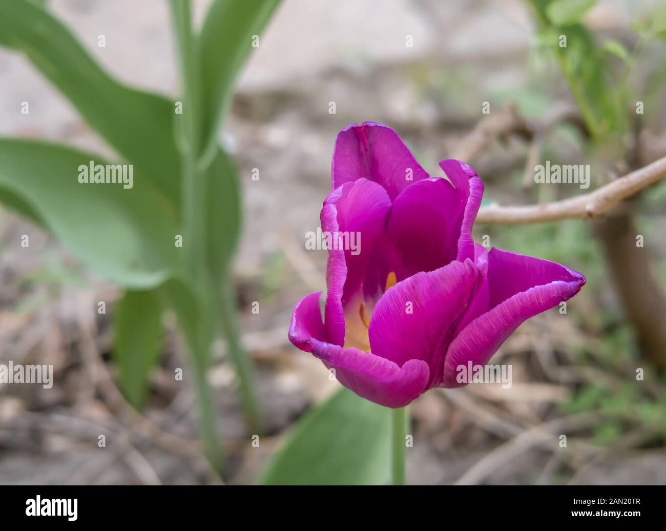 Viola tulip in giardino Foto Stock