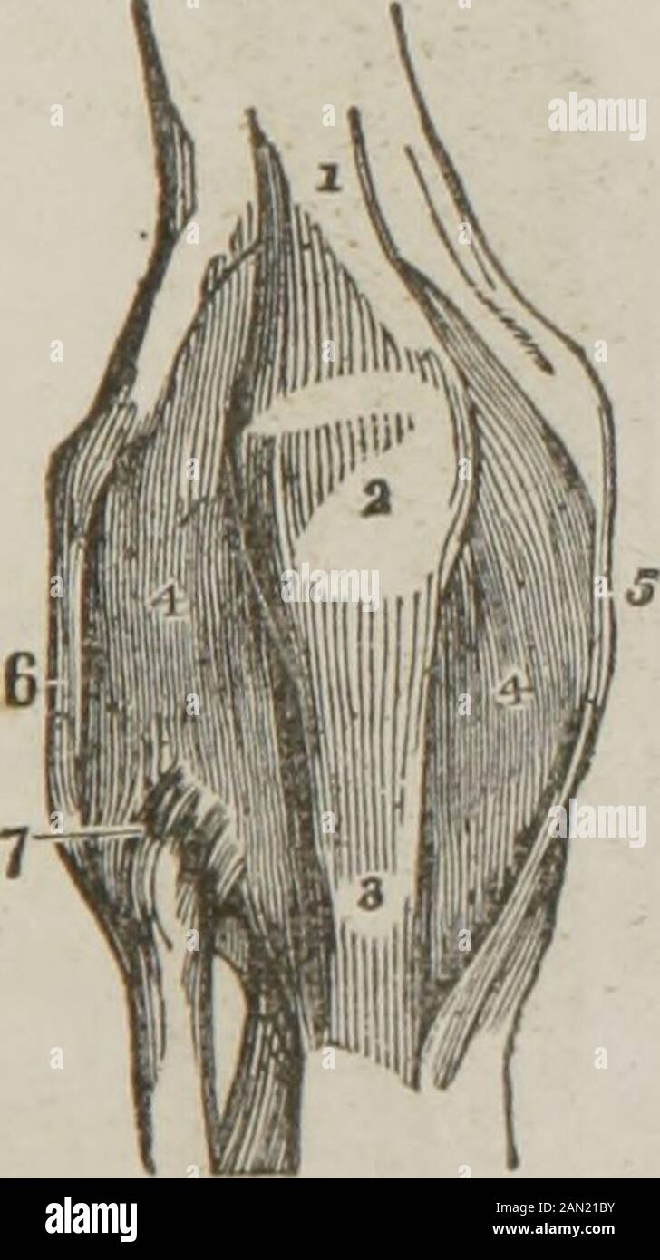 Anatomia e fisiologia : ideato per le accademie e le famiglie . Fig. 41. I legamenti del bacino e dell'articolazione dell'anca. 1, la parte inferiore dell'anteriordgament delle vertebre. 2, un legamento che si estende da una delle vertebre all'osso sacro. 3, un legamento che si estende dalle vertebre all'ilium. 4, Liga-ments che collegano l'ilium e l'osso sacro. 6, la membrana dell'otturatore. 6, Poupartsliggament. 7, il legamento di Gimbernats. 8, il legamento capsulare dell'articolazione dell'anca. 9,il legamento ilio-femorale o accessario. Fig. 42. 1, il legamento sacro-iliaco. 2, l'acetabolo. 5. La testa della coscia. 4, Th Foto Stock