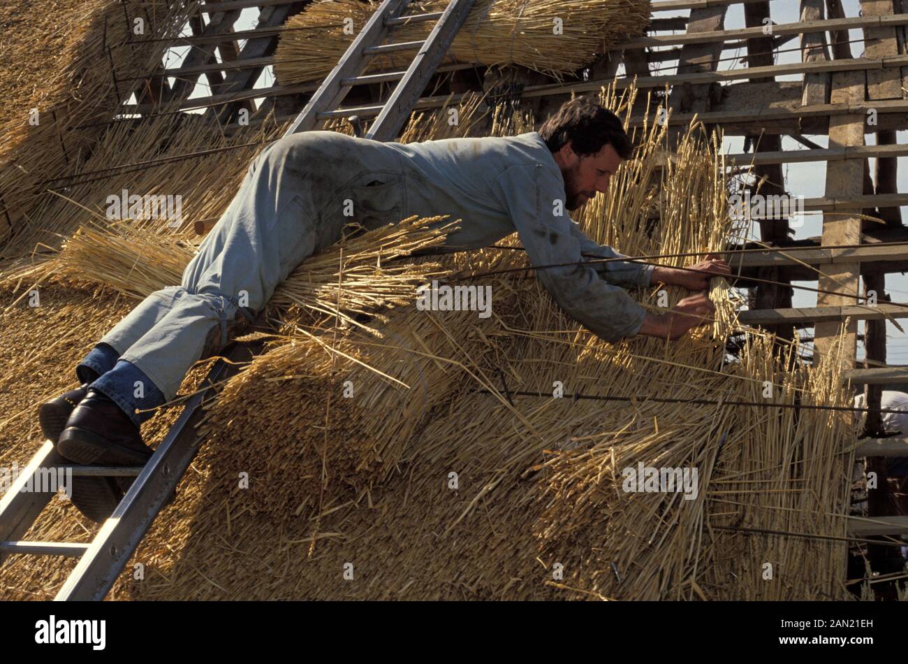 Bilanciando la larghezza della superficie del tetto, il 16th agosto 1993, a Suffolk, Inghilterra, un tradizionale thatcher posa un pettine d’acqua sul tetto di un cottage nel Suffolk. Utilizza un gancio Di Taglio per stendere la paglia nel rivestimento esterno resistente agli agenti atmosferici della pendenza del tetto. Utilizzando tecniche sviluppate nel corso di migliaia di anni, il buon paglia non richiederà frequenti manutenzione. In Inghilterra un crinale dura normalmente 10-15 anni. Thatching è il mestiere di costruire un tetto con vegetazione secca come paglia, canna d'acqua, macchia (Claudium mariscus), giunchi e erica, straticando la vegetazione in modo da a. Foto Stock