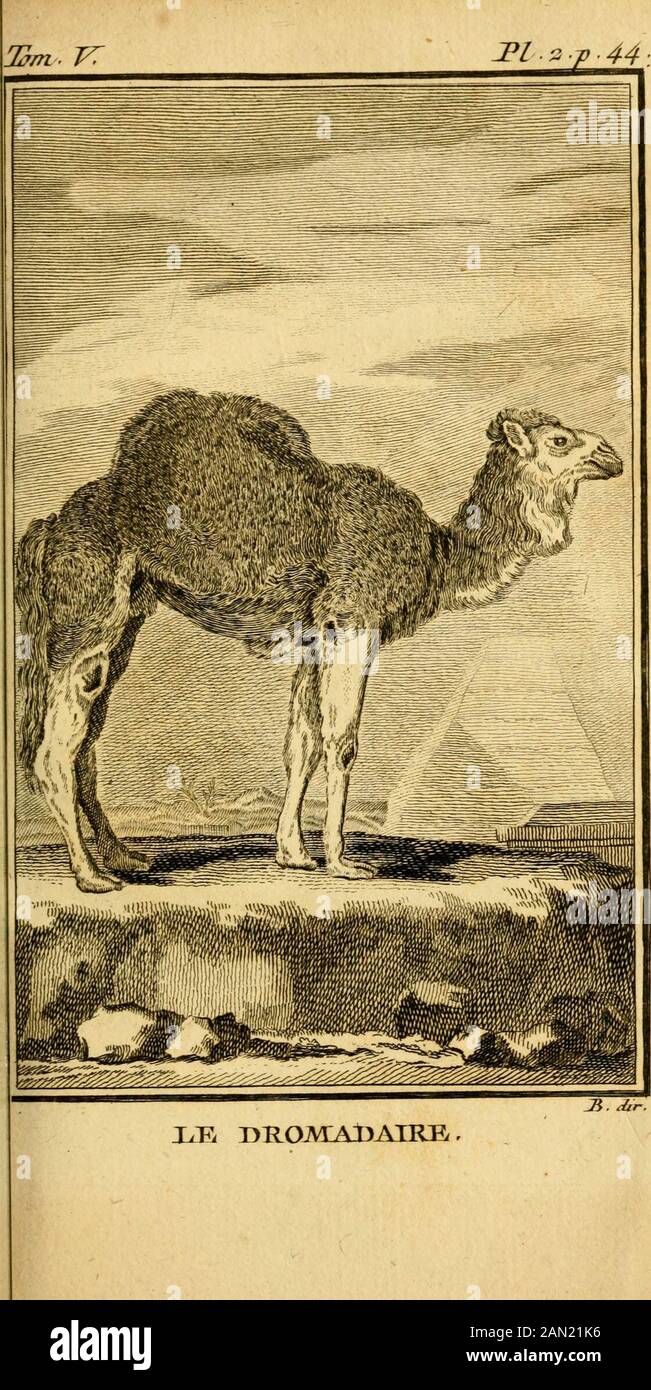 œuvres complètes de Mle C[om]te de Buffon ..: Histoire des animaux quadrupèdes .. ^/2.2rci dtr. TyK CTTATVrRATT. 45LE SUBMEFLE (a), LE BONASUS (b), LAUROCHS (c) ^LE BISON (d) ET LE ZÉBU (e), f u o i Q u e le Buffle foi aujour-dhui commun en Grèce & domeftique ^aj Buffle. CET animal na de nom ni en Grecni en Latin j ceft mal-à-propos que les Carmen mo-dernes, qui ont écrot en Latin lont appelé BubaJus;Aldrovande a mieux fait en le nommant Buffelus. LesItaliens le nomment Bufalo. Les Allemands Baffcl.On lappelle Empakajfa su Pakajja an Congo, félonDaperj 6c GU-Aroho au cap de Bonne-efpérance fé Foto Stock