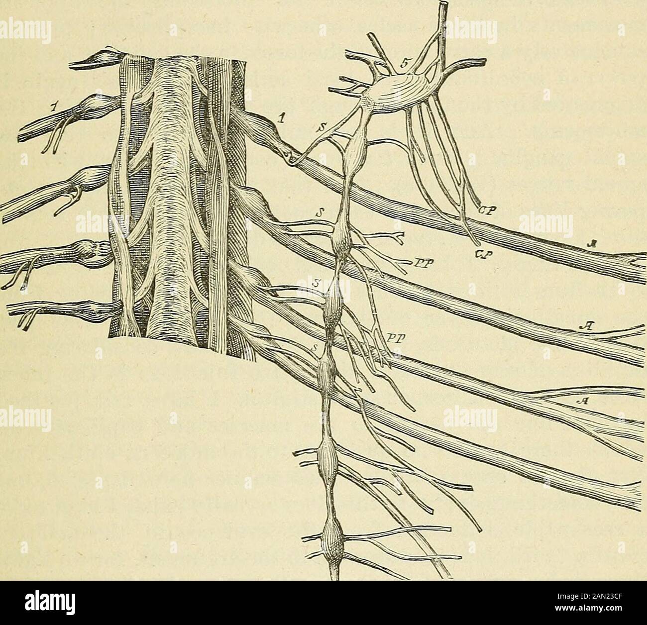 Le leggi e la meccanica di circolazione, con il principio coinvolto nel movimento animale . portarlo in corrispondenza con le funzioni nei polmoni e processi digestivi, per produrre forza nell'organismo emantenere un equilibrio. Il modo rapido in cui il sangue viene spostato da una parte all'altra commisurato alle esigenze fitologiche degli organi e dell'organismo, ha la sua ex planazione nell'alta pressione nel sistema arterioso e la potenza di espansione dei vasi locali, il sangue di conseguenza in essi istantaneamente per equalizzare la pressione. Thenecessity per un vaso-motore Foto Stock