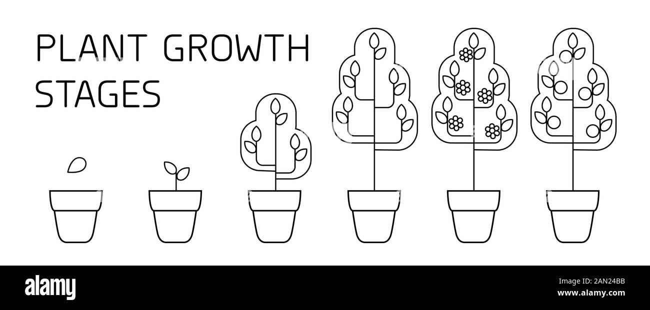Tree stadi di crescita infographics. Line art icone. Impianto modello di istruzione. Lo stile lineare illustrazione isolato su bianco. La piantagione di frutta processo. Illustrazione Vettoriale