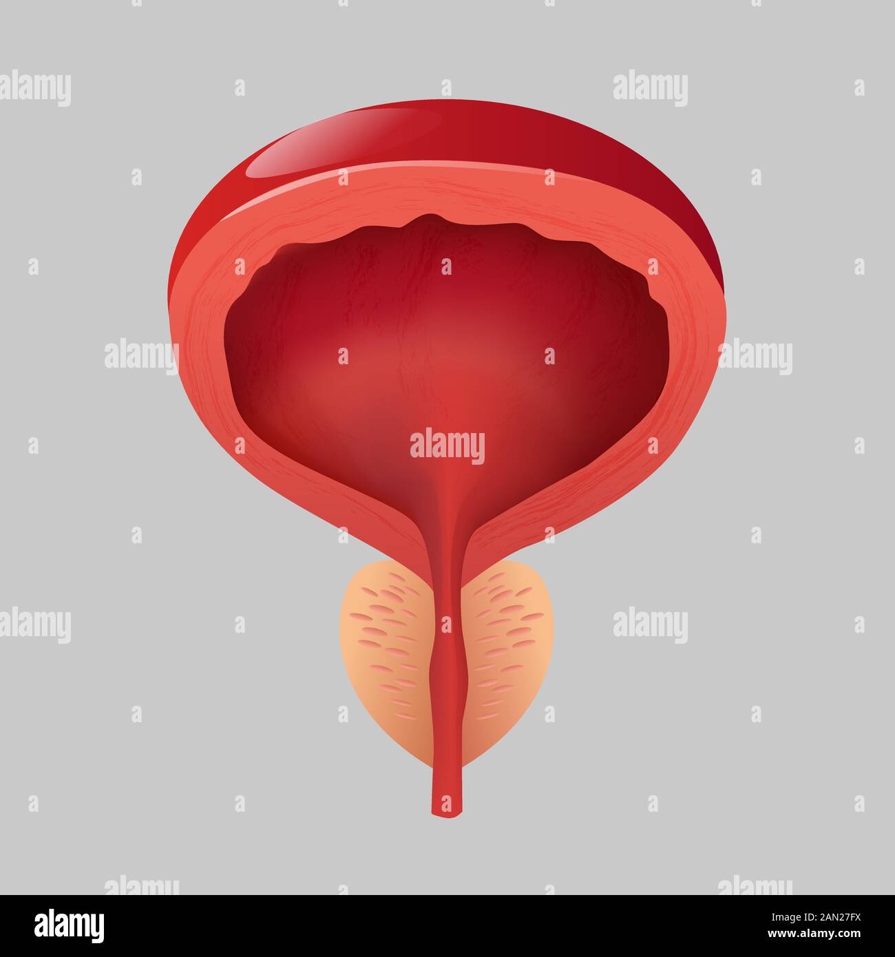 Uomini normali della prostata su uno sfondo grigio. Illustrazione Vettoriale