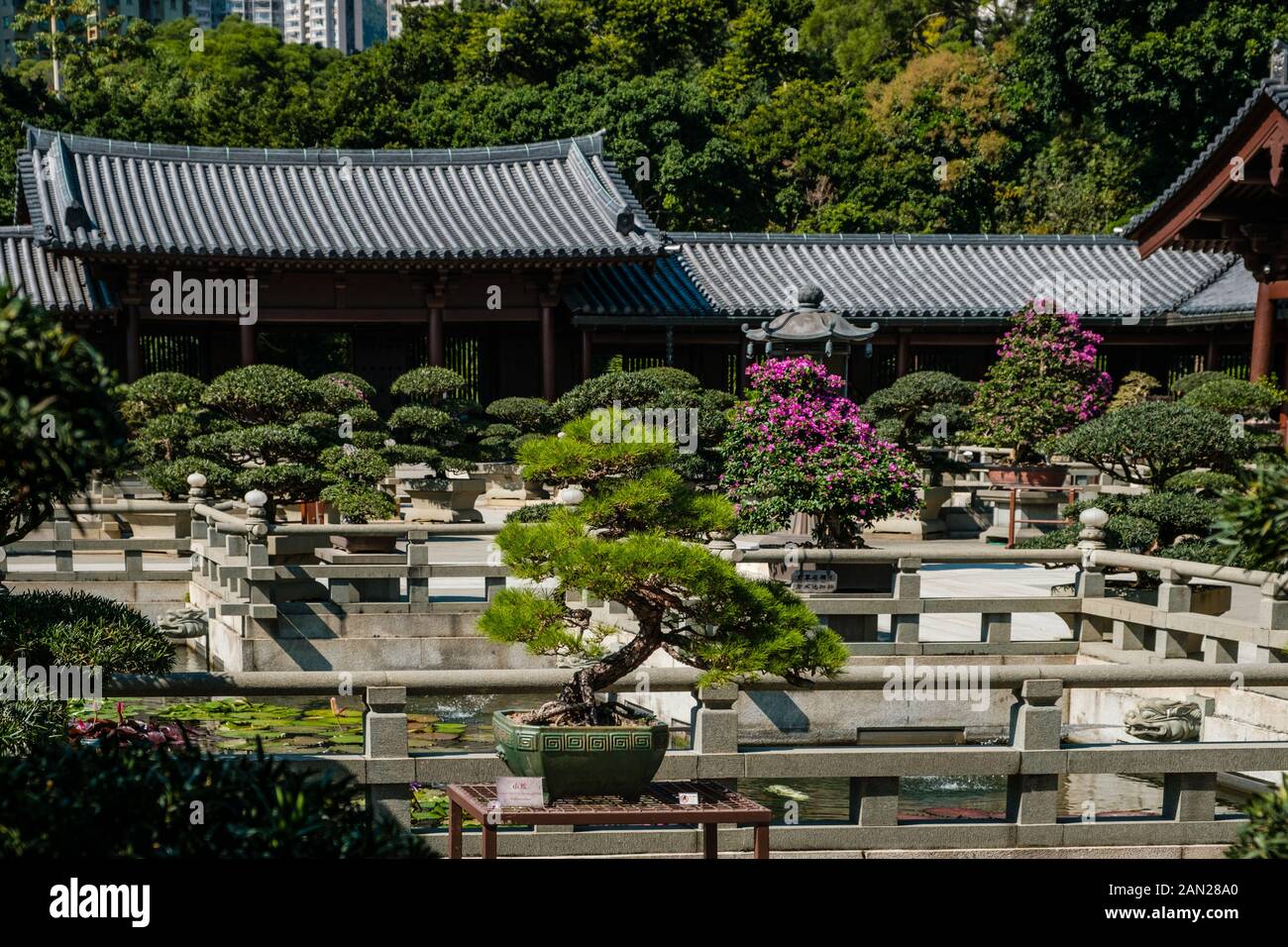 Hongkong, Cina - Novembre 2019: Alberi di Bonsai nel Giardino Cinese del Nunnery Chi Lin, un tempio buddista di Hong Kong Foto Stock