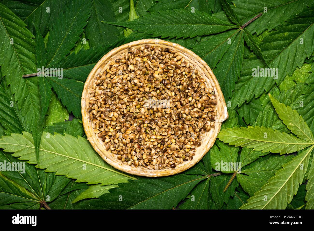 I semi di cannabis su piante naturali sulla marijuana lasciano la vista dall'alto Foto Stock
