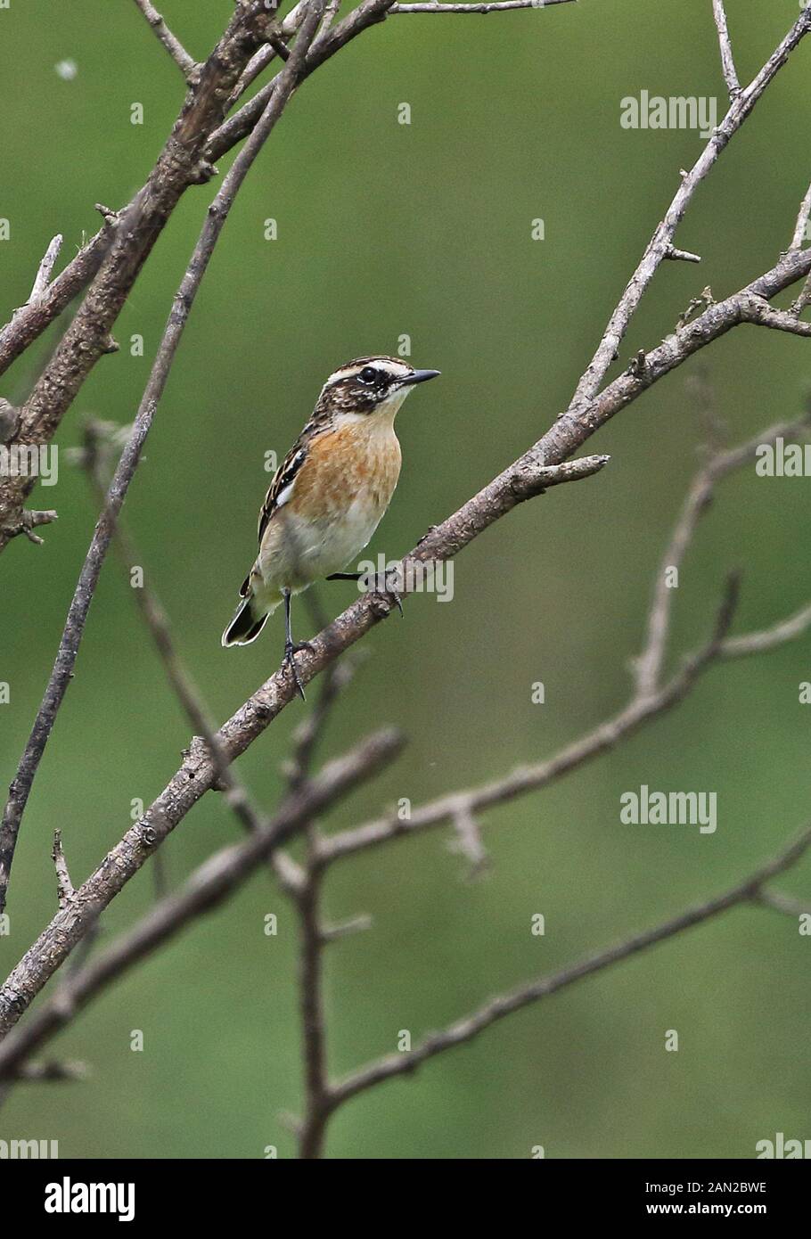 (Whinchat Saxicola rubetra) adulto appollaiato in dead bush Queen Elizabeth National Park, Uganda Novembre Foto Stock