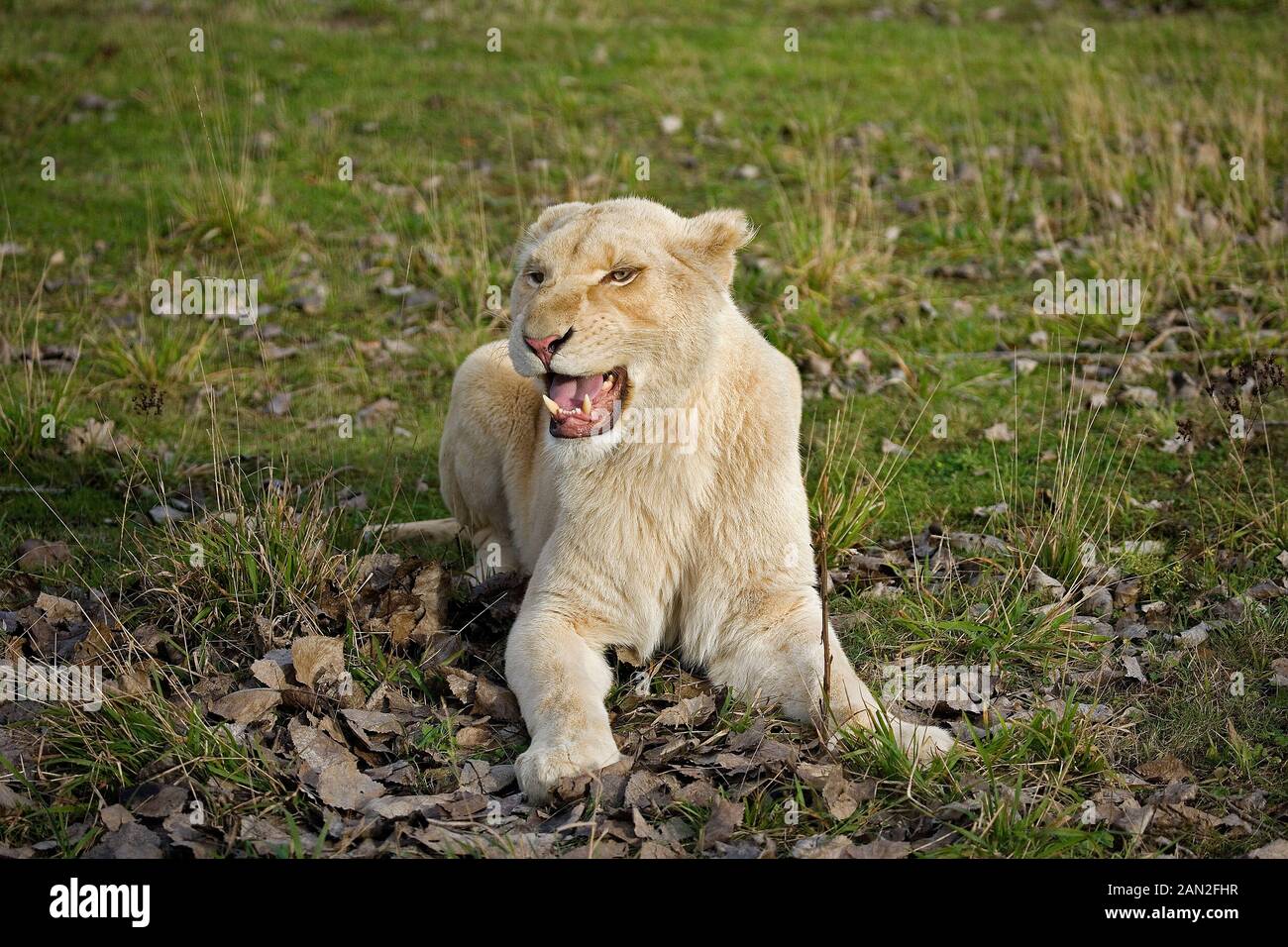 WHITE LION panthera leo krugensis, femmina ululano, minaccia la postura Foto Stock