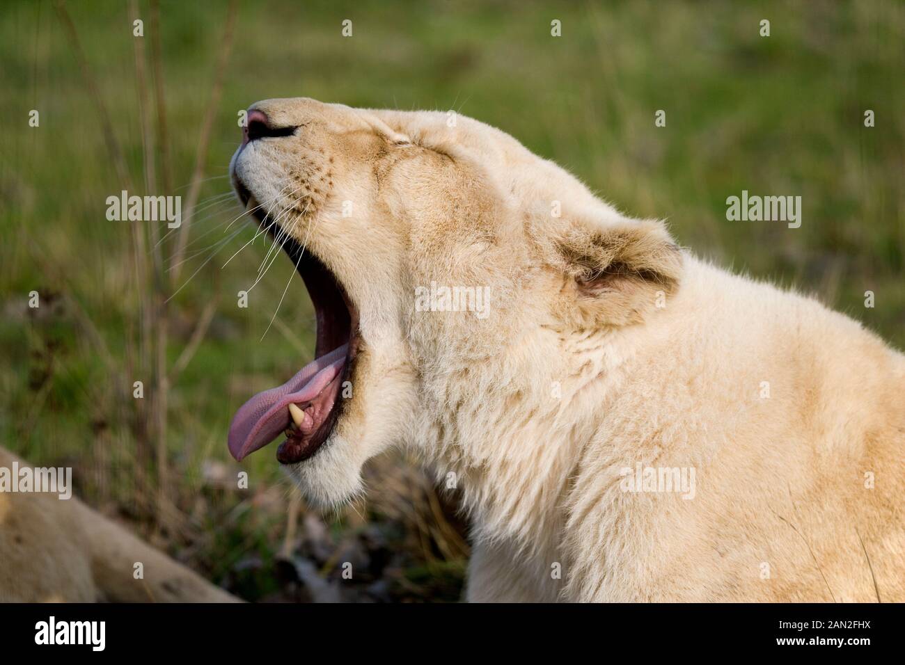 WHITE LION panthera leo krugensis, femmina sbadigli Foto Stock