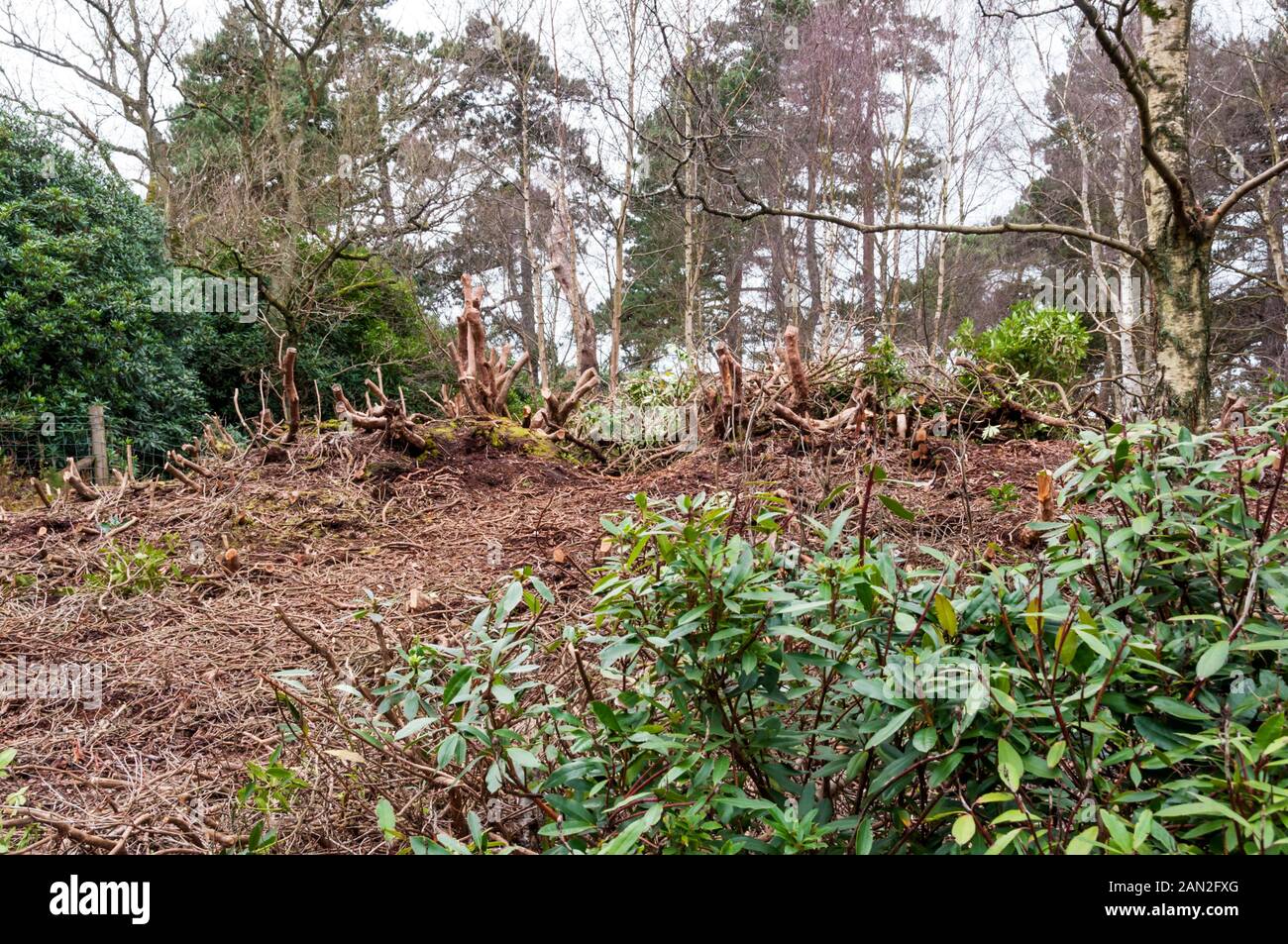 Un'area boschiva a Wolferton nel Norfolk dove sono stati tagliati rododendri invasivi. Foto Stock