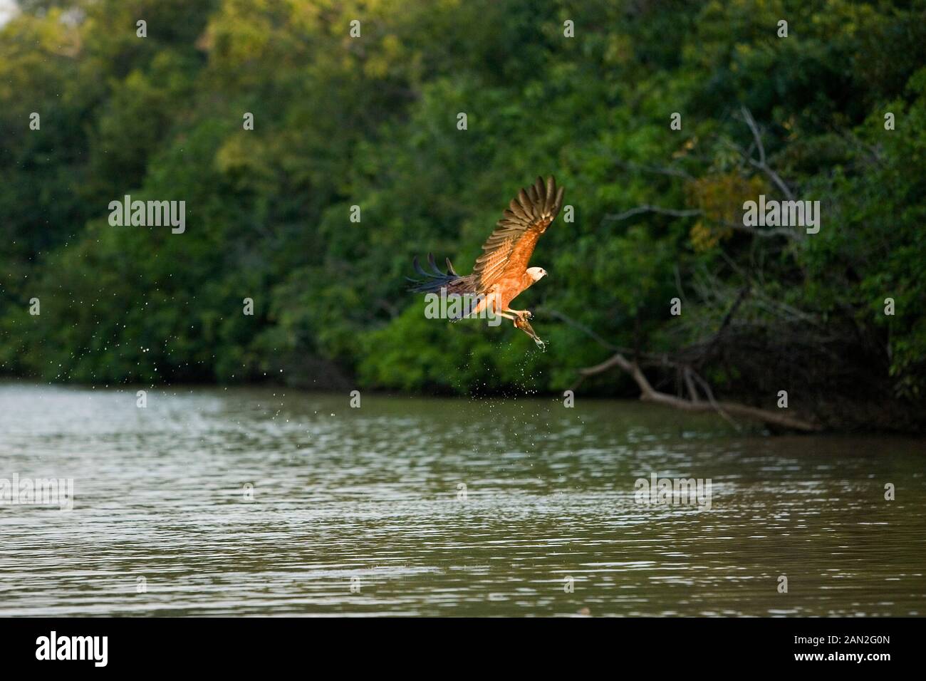 Nero-collare nigricollis busarellus, adulti in volo con il pesce nei suoi artigli, LOS LIANOS IN VENEZUELA Foto Stock