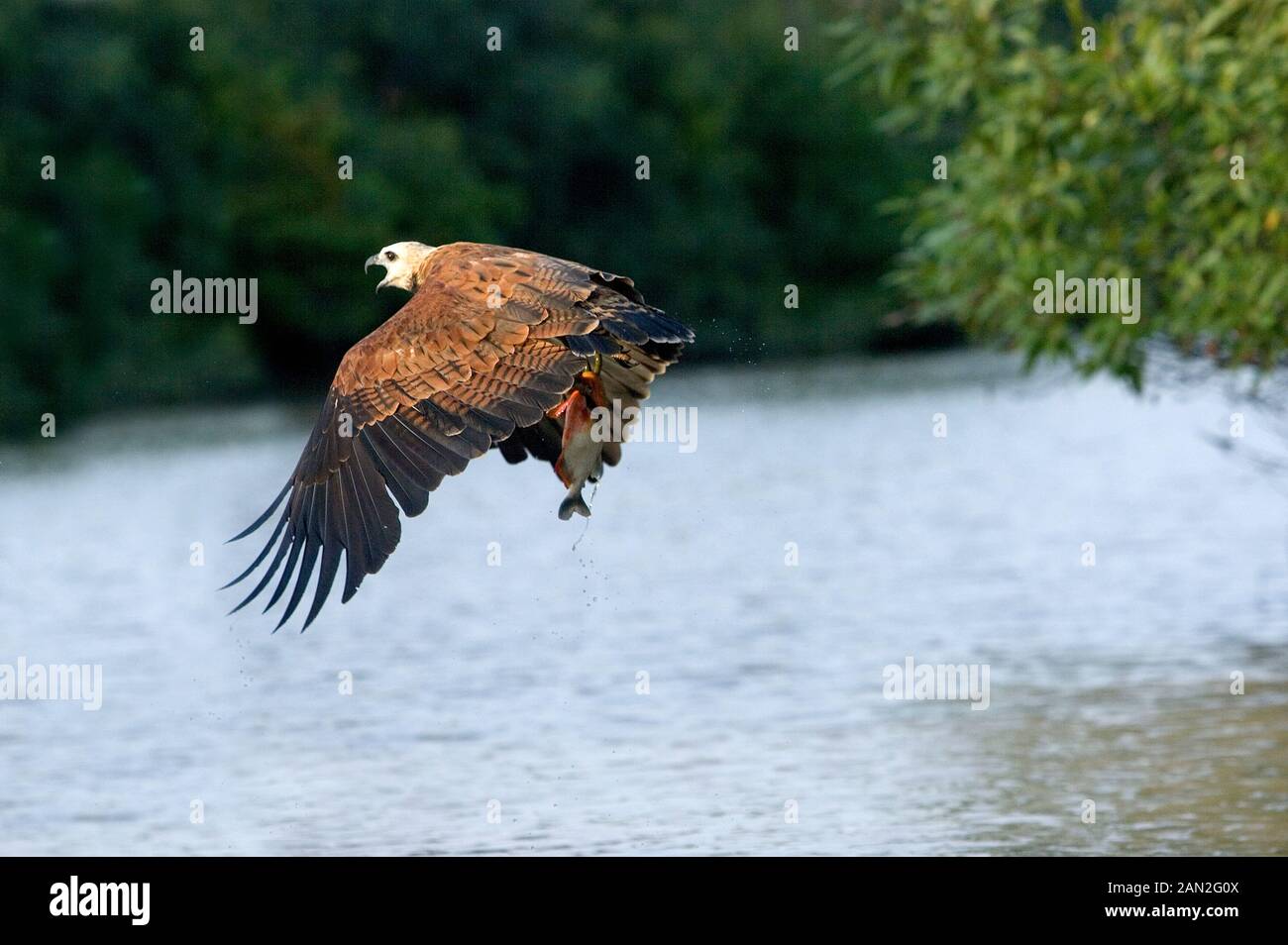 Nero-collare nigricollis busarellus, adulti in volo con il pesce nei suoi artigli, LOS LIANOS IN VENEZUELA Foto Stock