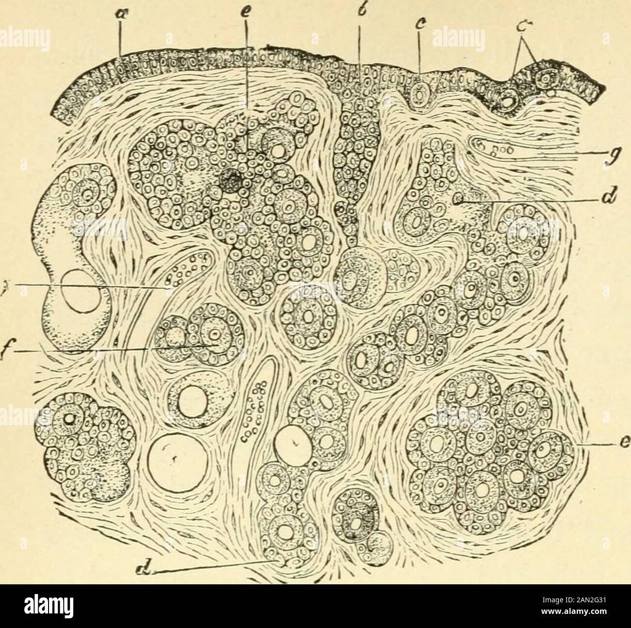 L'evoluzione dell'uomo: Una popolare esposizione dei principali punti di ontogenia umana e filogenoFrom il tedesco di Ernst Haeckel. Vasi sanguigni, e circondato da acell-strato (l'epitelio dell'ovaio, o il germe-epitelio femminile). Da questo epitelio, corde di cellule che crescono verso l'interno, nel tessuto connettivo o stroma del theovary (Fig. 330, A, h). Le cellule singole di queste corde aumentano la dimensione e diventano cellule-uovo (uova primitive, A, c); ma il numero più grande delle cellule rimangono piccole e formano uno strato cellulare anveling e nutritivo (il follicolo-epi-elio) intorno ad ogni uovo. Nei Mammiferi Th Foto Stock