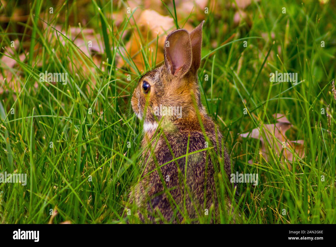 Un coniglietto trovato durante la primavera vicino al suo nido Foto Stock