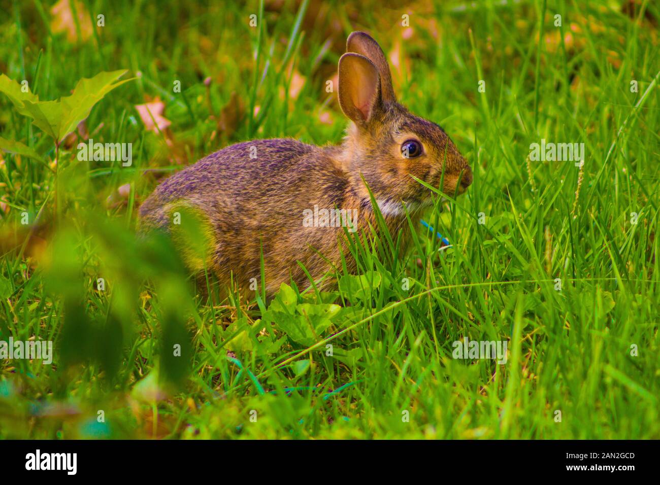 Un coniglietto trovato durante la primavera vicino al suo nido Foto Stock