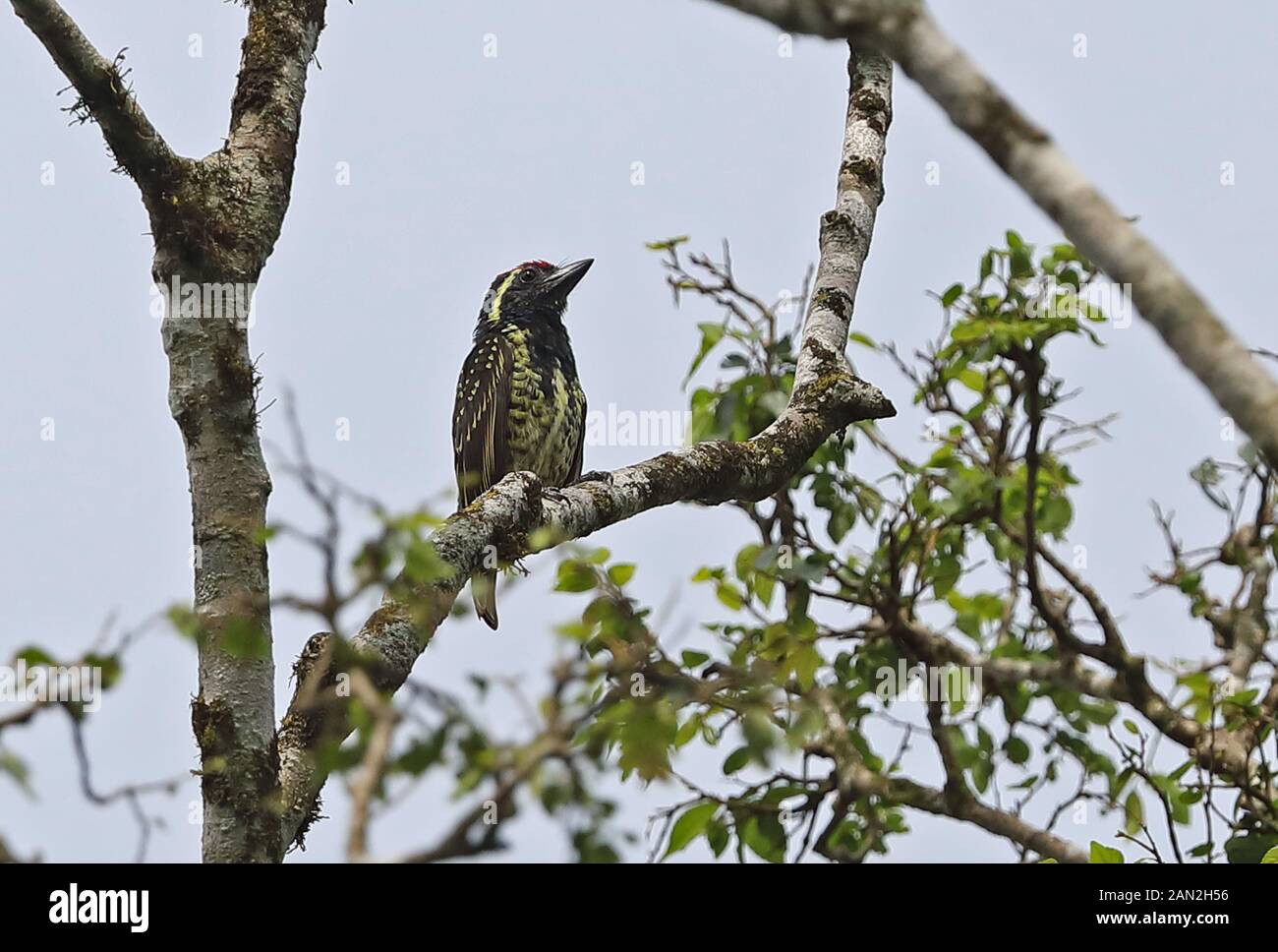 Giallo-spotted Barbet (Buccanodona duchaillui) adulto appollaiato sul ramo Queen Elizabeth National Park, Uganda Novembre Foto Stock