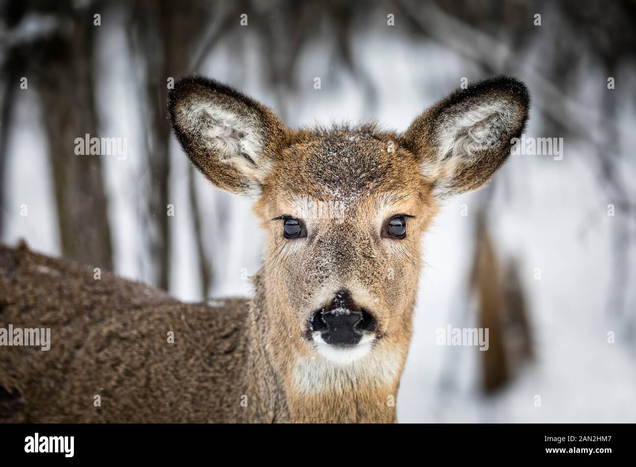 White-Tailed Deer, Odocoileus virginianus, doe, Uccelli Collina Parco Provinciale, Manitoba, Canada. Foto Stock