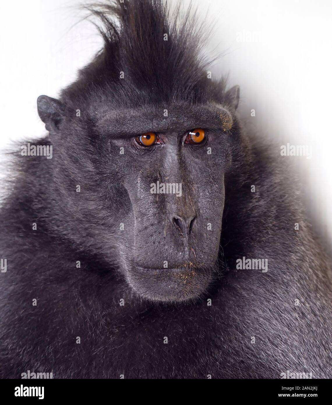 Celebes crested macaque Macaca nigra anche conosciuto come il macaco nero crestato con l'anno giovane. Foto Stock