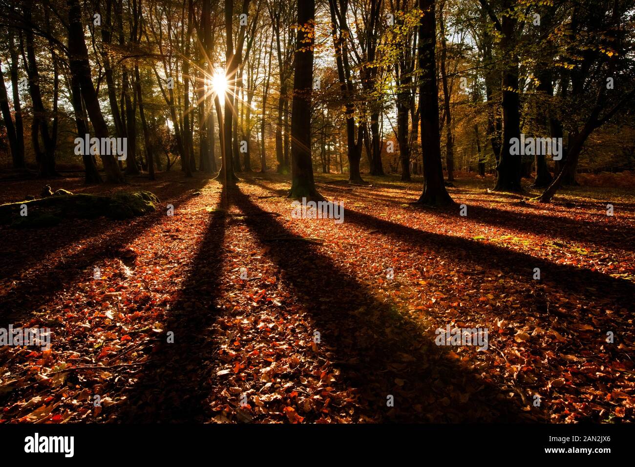 In Autmnn Bolderwood, New Forest Hampshire, Inghilterra Foto Stock