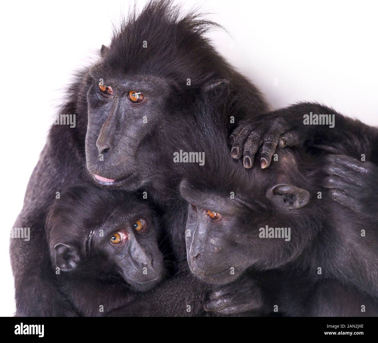 Celebes crested macaque Macaca nigra anche conosciuto come il macaco nero crestato con l'anno giovane. Foto Stock