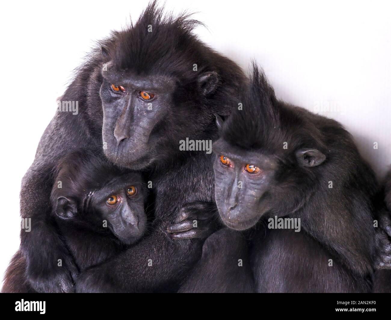 Celebes crested macaque Macaca nigra anche conosciuto come il macaco nero crestato con l'anno giovane. Foto Stock