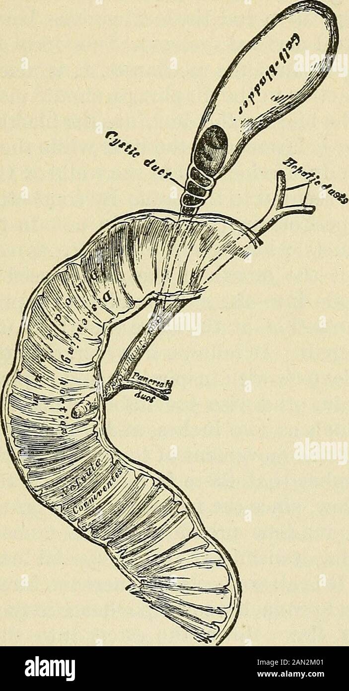 Le leggi e i meccanismi di circolazione, con il principio implicato nel  movimento degli animali. Gestion, per costringendo le thesecrezioni nel  duodeno, immediatamente lo scopo di thisarrangement. Ma come la secrezione  biliare