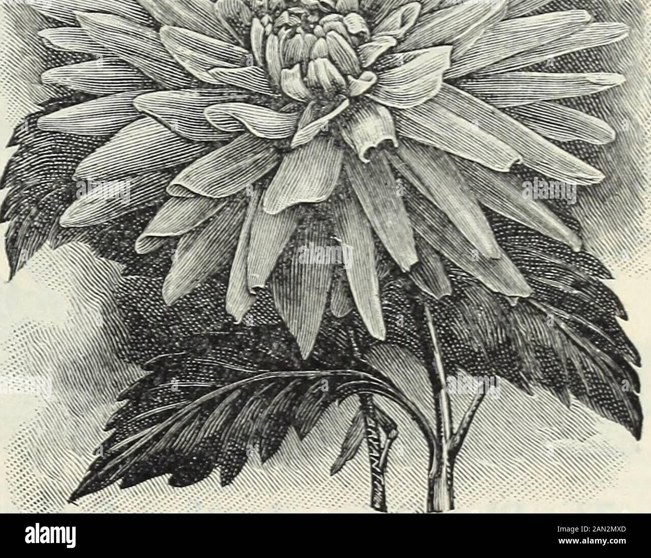 Una foto mostra Decandrous fiore. Questo fiore ha dieci petali e stami.  Questa pianta ha piccole spine sul ramo, vintage disegno della linea o  engravi Immagine e Vettoriale - Alamy