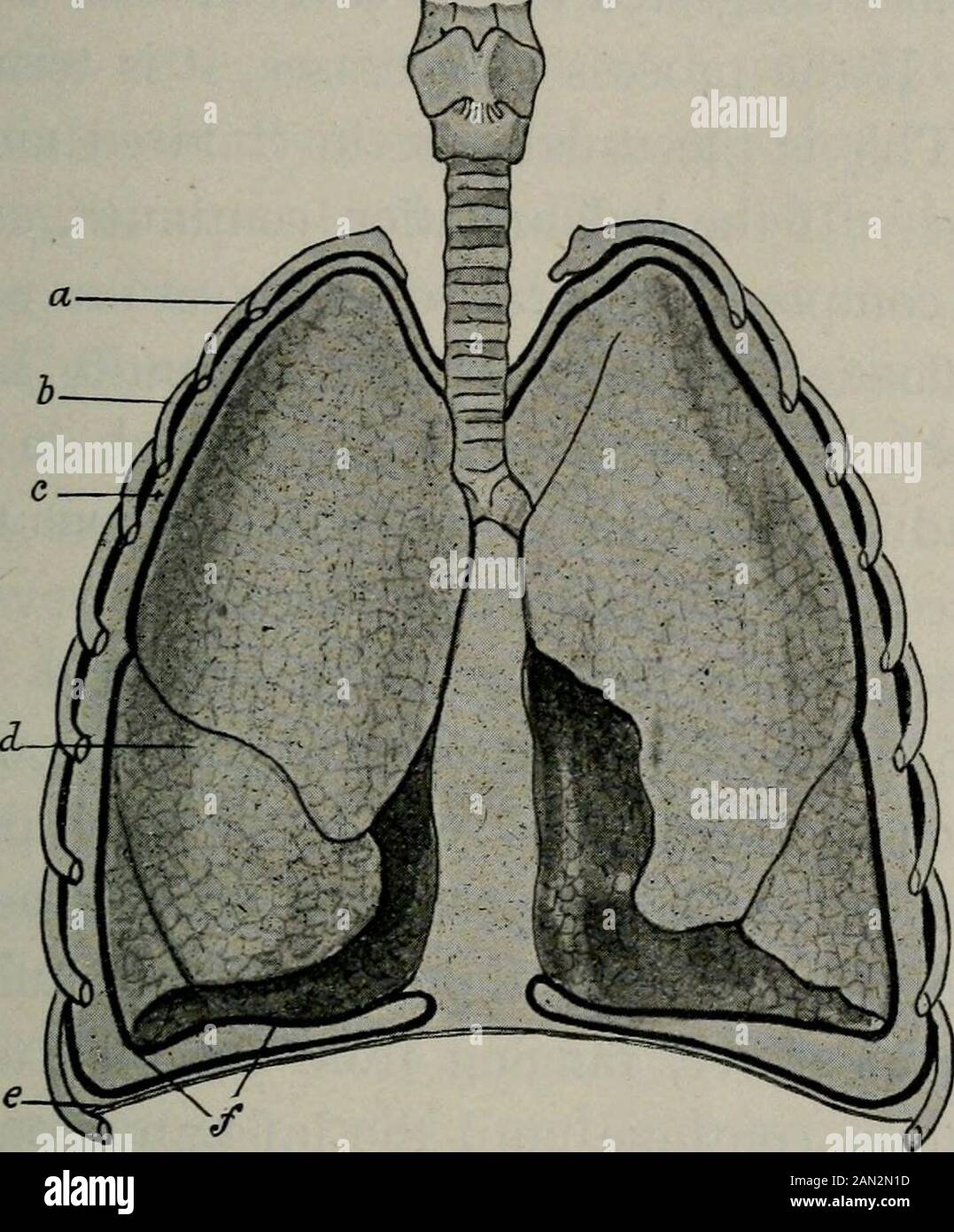 Malattie dei bambini, per gli infermieri, compreso l'alimentazione dei bambini, misure terapeutiche impiegate nell'infanzia, trattamento per le emergenze, profilassi, igiene, e infermieristica. Di liquido sieroso andflakes di linfa. Tale raccolta di fluido viene definita effusione onerosa. Questa effusione può essere purulenta nei caratteri, quando viene definita empyema. Le effusioni sierose sono meno comuni nei bambini che negli adulti; più grandi tre anni di età questa forma non è veduto.Empyema, tuttavia, è molto più frequente nel childhoodthan in hfe adulto. La pleurite può interessare un lato del petto, quando ha isternato pleurite unilaterale, o m Foto Stock