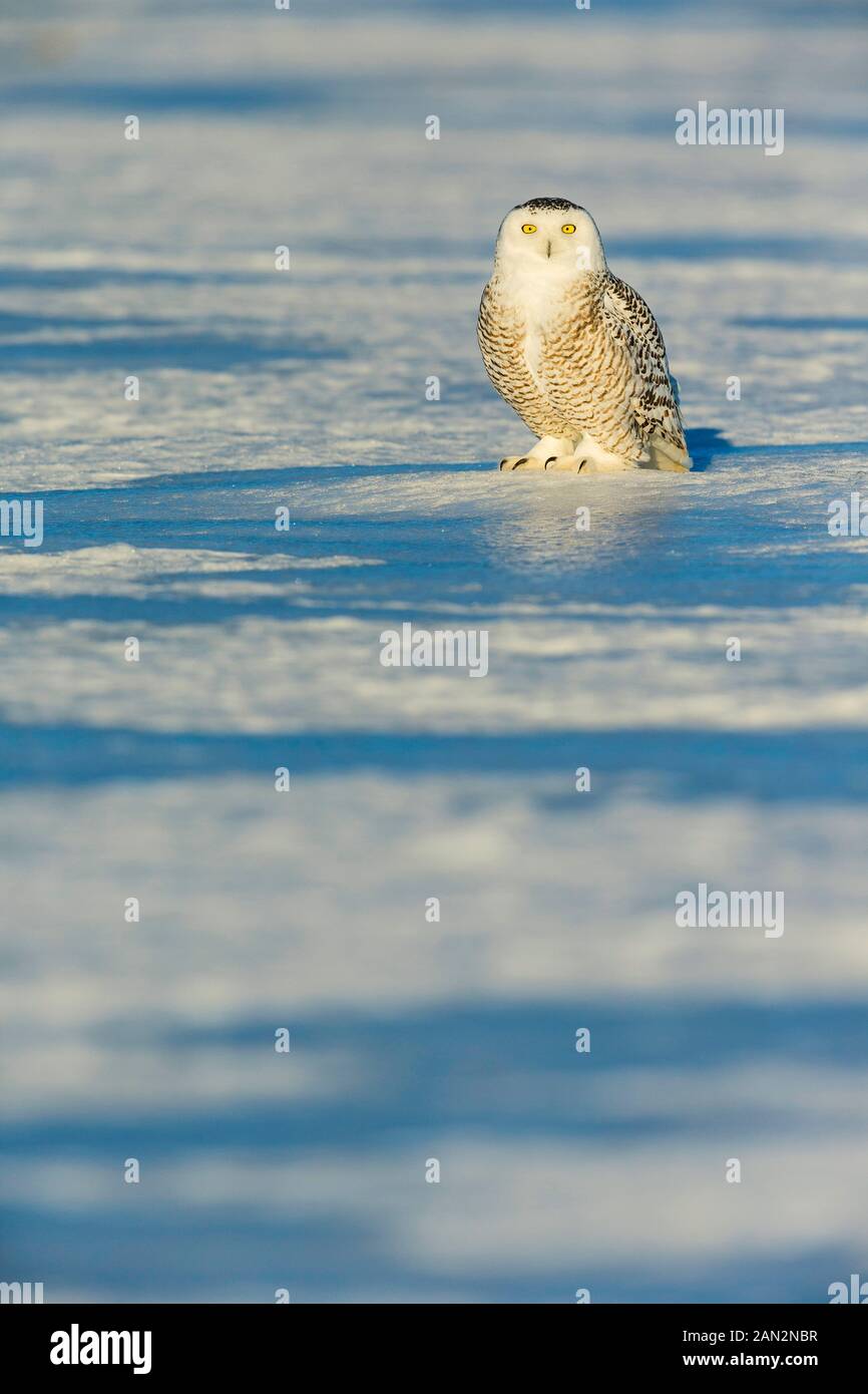Civetta delle nevi (Bubo scandiacus), Canada Foto Stock