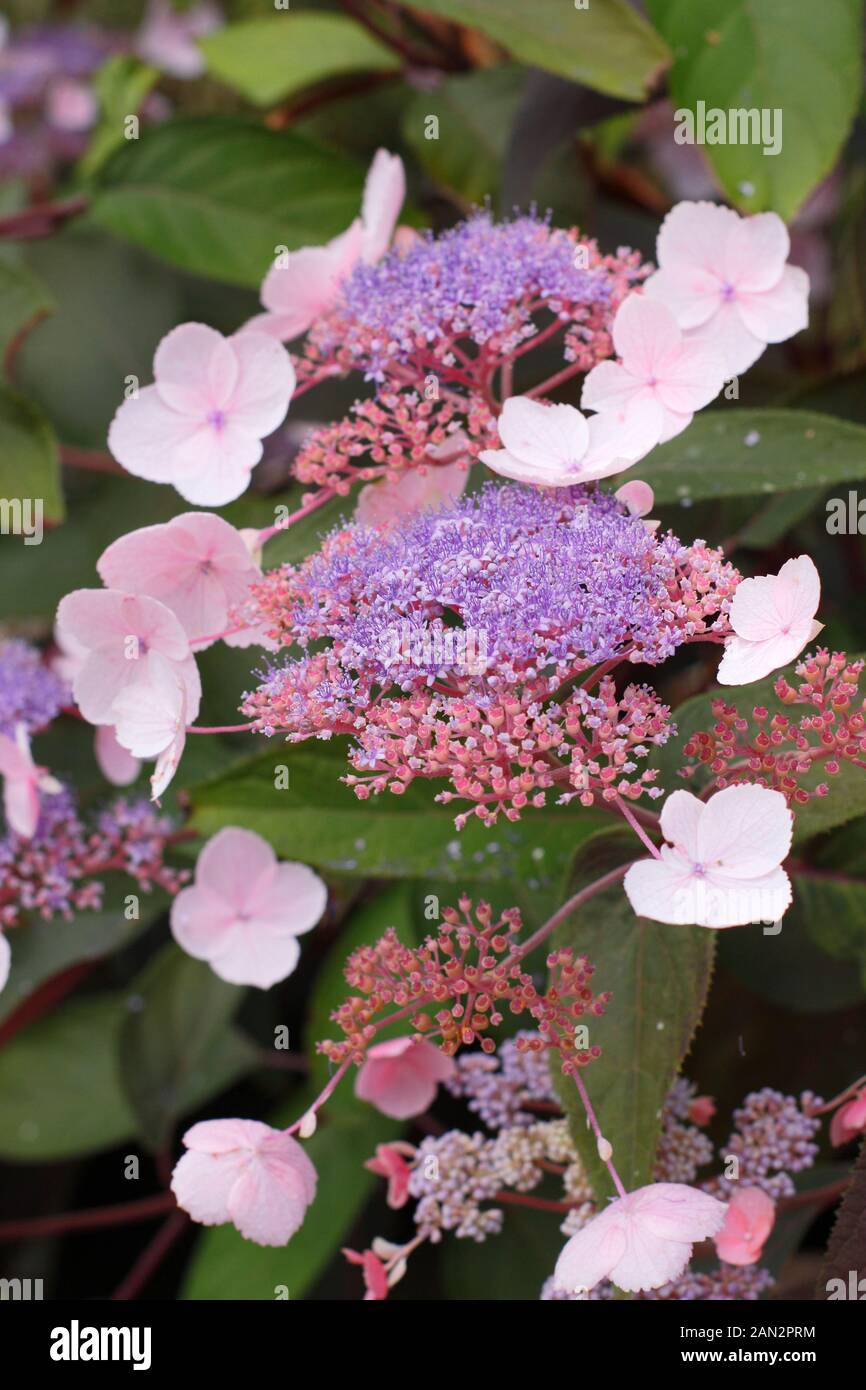 Hydrangea aspera 'caldo cioccolato" caratteristica di visualizzazione di viola e blu fiori lacecap e bronzo tingono il fogliame. Regno Unito Foto Stock