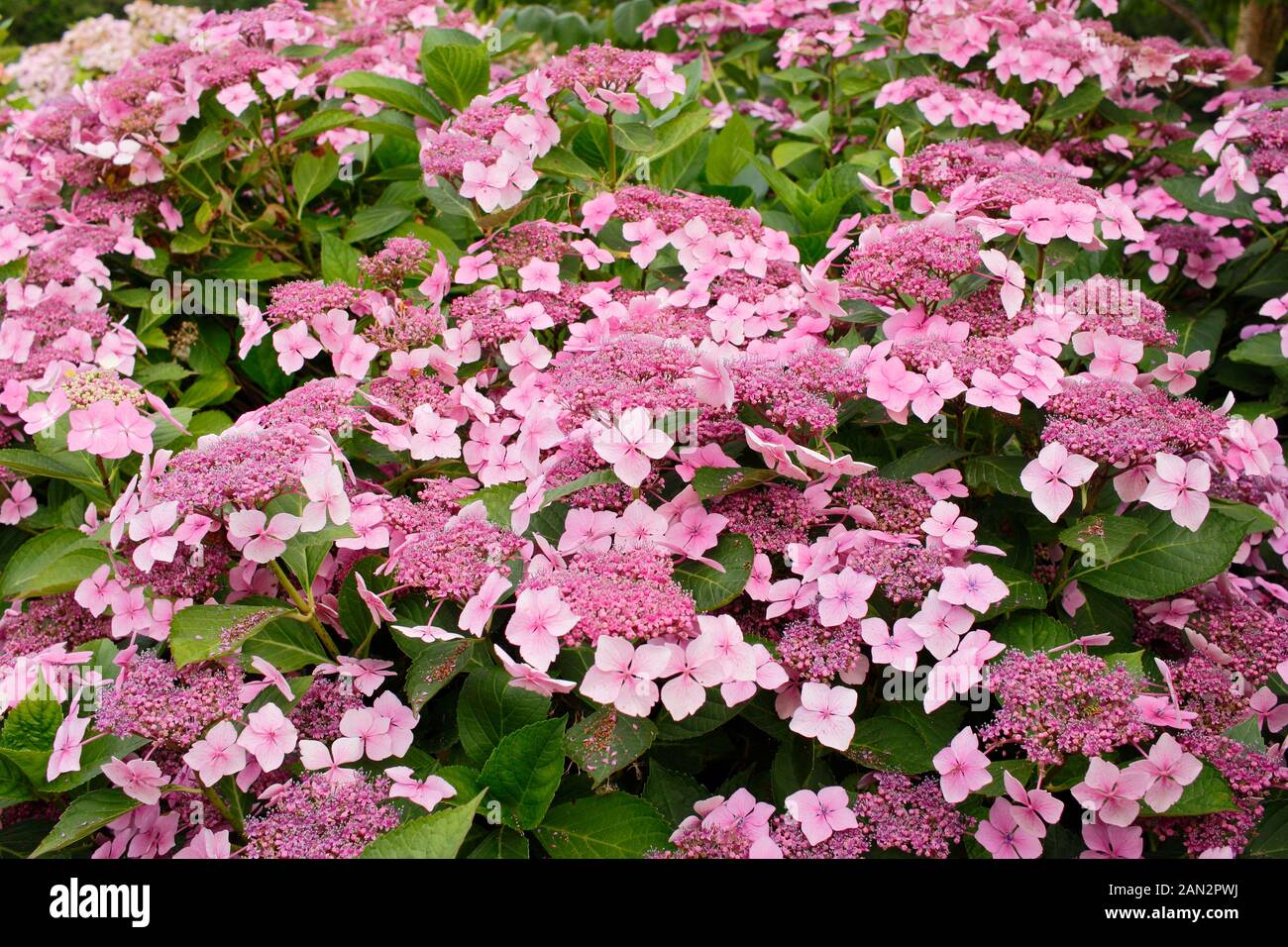 Hydrangea macrophylla 'Louis Savage' lacecap rosa ortensie Foto Stock