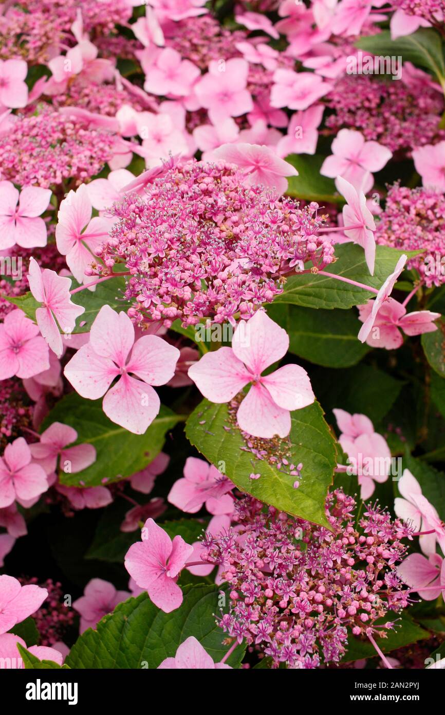 Hydrangea macrophylla 'Louis Savage' lacecap rosa ortensie Foto Stock