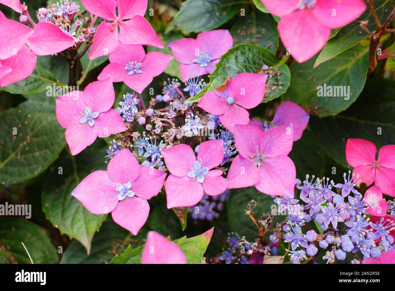 Hydrangea macrophylla 'Kardinal Violetta' lacecap compatto con profondità di colore rosa e fiori malva Foto Stock