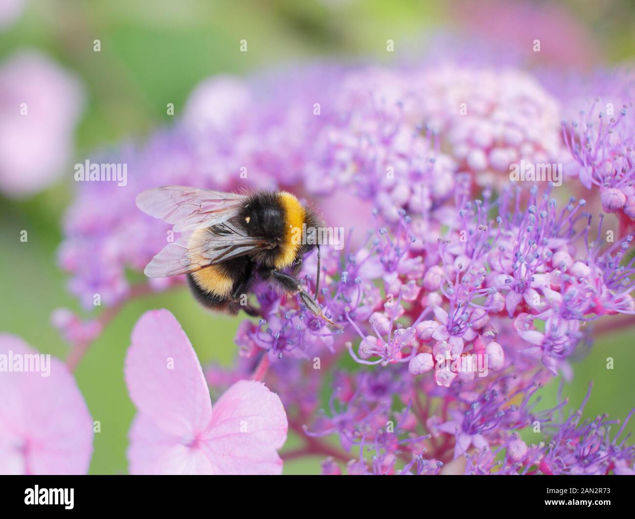 Ape su Hydrangea macrophylla 'ancing Lady' Foto Stock