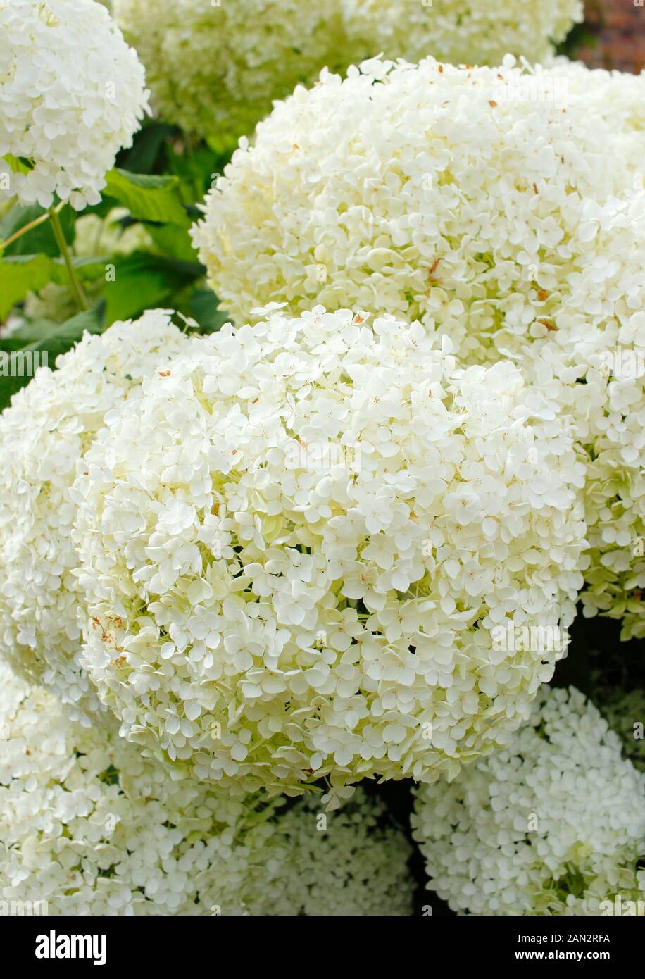 Hydrangea arborescens " Annabelle' visualizzazione distintiva grande fiore bianco di cluster. Modulo Gas Anestetici Foto Stock