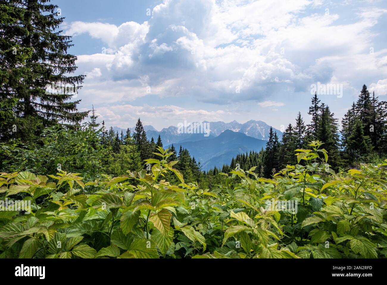 Vista dal Monte Hochobir in Carinzia, Austria sulle piante e la foresta di Kamnik-Savinja Alpi in Slovenia su una soleggiata giornata estiva Foto Stock