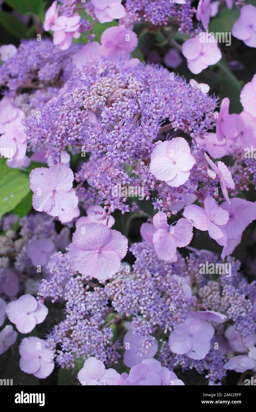 Ortensie. Hydrangea macrophylla "Dancing Lady" che mostra attraenti fiori di malva blu in estate. REGNO UNITO Foto Stock