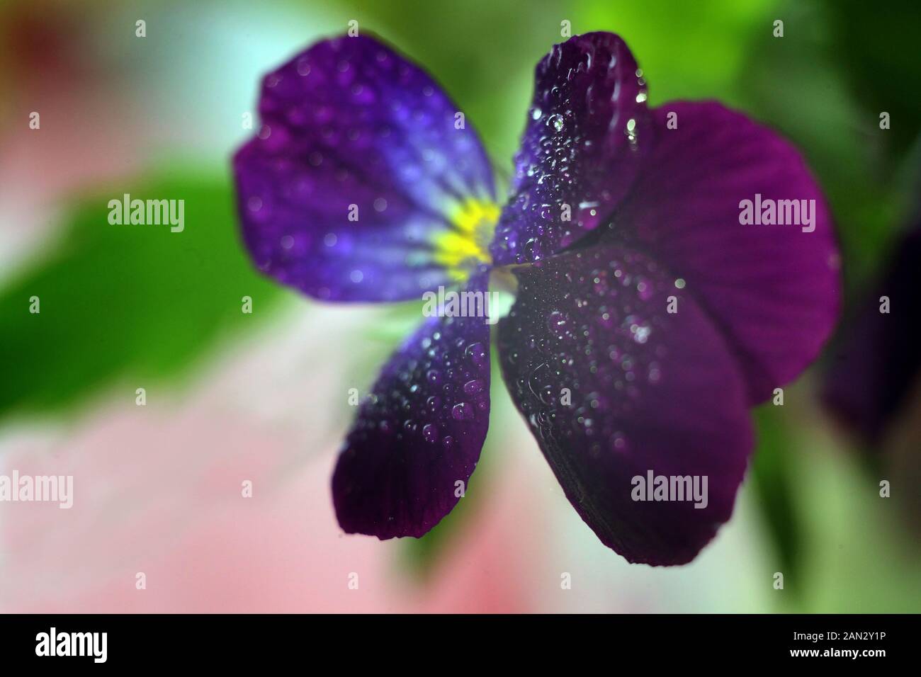 Viola tricolore, noto anche come Johnny Jump Up o giallo pansy, heartsease, viole o Pansies Closeup Macro con gocce d'acqua Foto Stock