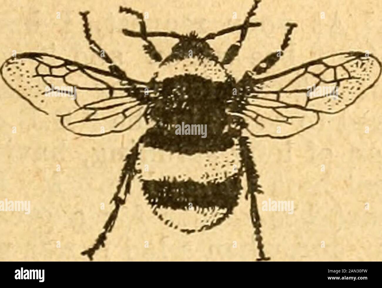 British Bee journal & apicoltori consigliere . ps, la regina hum-ble-api sono brnl nelle Jiests in largenumbers verso la fine dell'estate (da luglio a settembre). Poi lasciano i thenests, e -Diu^r essendo fertilizzati loro bur-row singolarmente in terra o in ispessimento o paglia, e lì passare l'inverno 27 settembre 1906.] IL BRITISH BEE JOURNAL. 388 in una condizione torpida o semi-torpida, wak-ing in su nella primavera per trovare le colonie fresche.Molte specie preferiscono ibernazione in pendii di banksor rivolti a nord o noi-th-W?st atdVptlis che variano da 6ins. A 2ft., dove sono scavati spesso dai giardinieri, labou Foto Stock