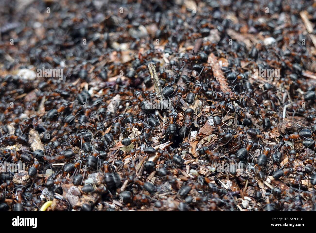 3 settembre 2019, Baviera, Schönau: Un aneto vicino a un sentiero escursionistico nel Lattengebirge. Foto: Soeren Stache/dpa-Zentralbild/ZB Foto Stock