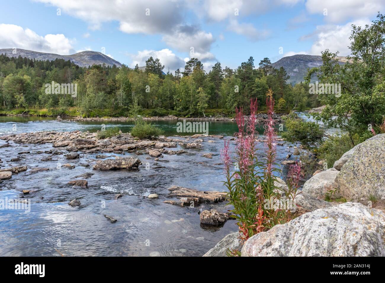 Fiori selvatici rosa vicino al fiume scintillante freddo nella foresta di pini montagne di Norvegia. Sfondo naturale con fioritura, cielo blu e nuvole. Foto Stock
