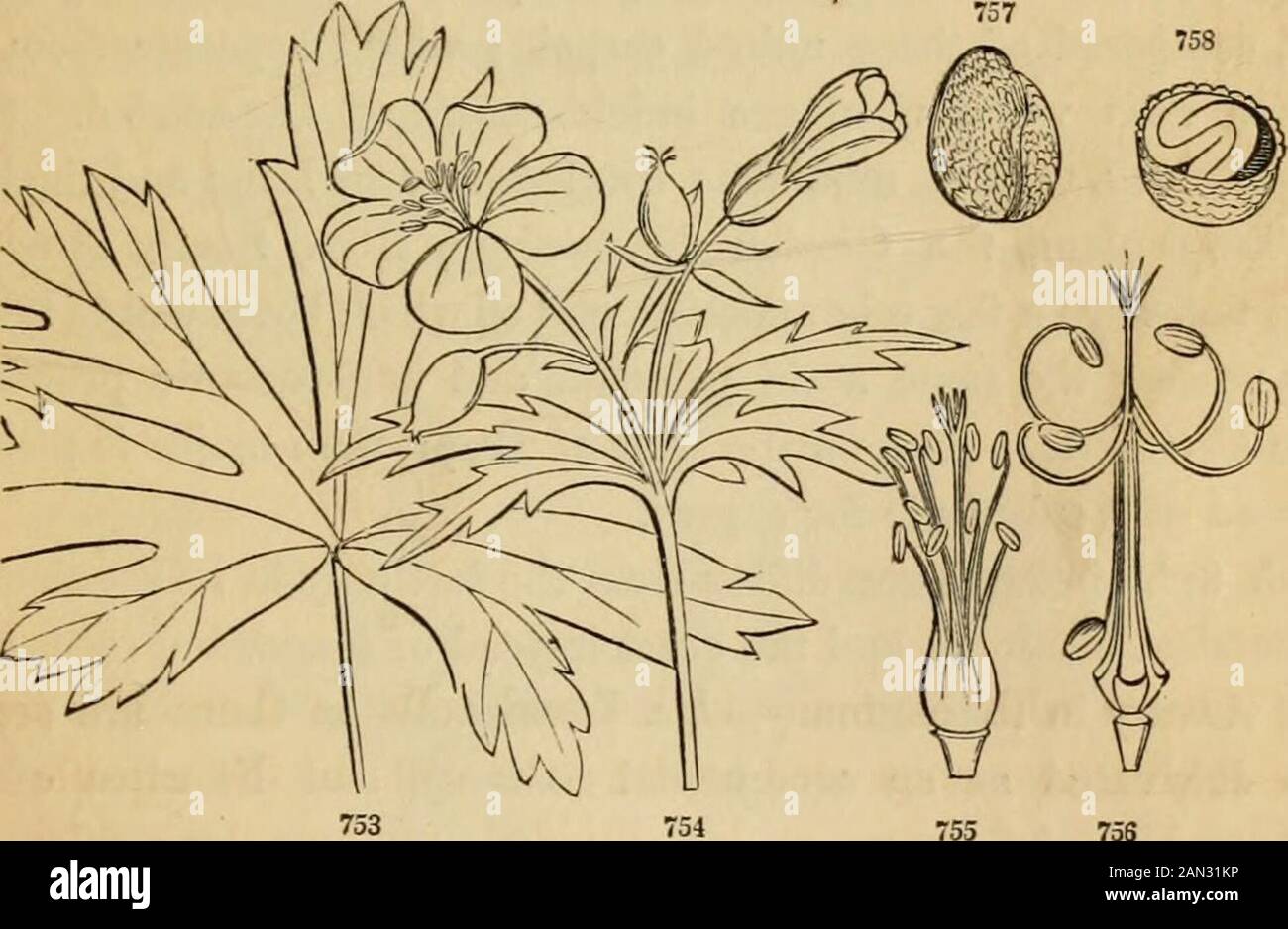 Introduzione alla botanica strutturale e sistematica, e fisiologia vegetale, : essendo un 5th e vededof il testo-libro botanico, illustrato con oltre tredici cento tagli di legno. Comune Flax. 749. Sezione verticale di un fiore. 7D0. Diagramdello stesso, in sezione trasversale. 751. La sua capsula a 10 celle è divisa trasversalmente. Sezione Simile della capsula incompletamente a 10 cellule di Linum perenne. PIANTE ESOGENE O DICOTILEDONE. 403 783. Ord. GcraniaceOB (Famiglia OranesbiU). Erbe o arbusti, comunemente profumati; con foglie palmate venate e usuallilosate, per lo più a stilule; Foto Stock