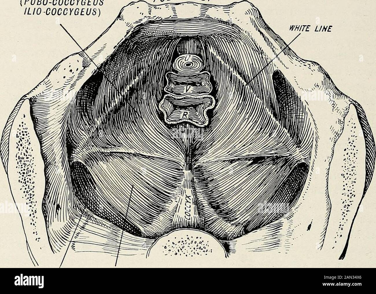 Ginecologia per studenti e praticanti . sus perinei, e sphincter vaginae (bulbo-cavernoso) muscoli, con gli strati superficiali e profondi (triangularlegamento) della fascia perineale. I muscoli di cui sopra sono solelisfinceri in funzione. Il gruppo profondo di strutturescostituisce il diaframma pelvico. Si tratta di una struttura ad imbuto, di forma ovale, con l'asse lungo antero-posteriore. È costituito dal 564 GINEOLOGICO levator ani e muscoli coccygeus di ogni lato, con la stratificazione viscerale della fascia pelvica, che forma la loro aponeurosi. Gli anatomisti ora descrivono il levatore Foto Stock