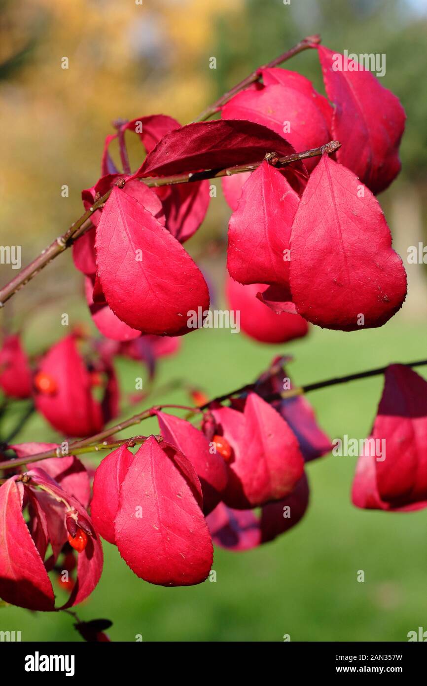 Euonymus alatus 'Piccolo Mosè' fuso alato, o nano bruciando cespuglio arbusto, che mostra vivaci colori autunnali. Foto Stock