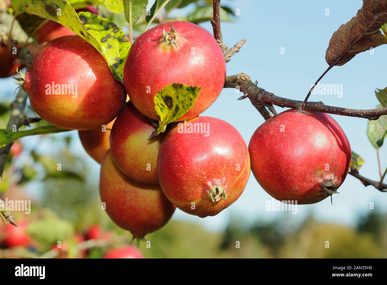 Malus 'Rosehip'. Grandi frutti di mela di granchio ornamentale 'Rosehip' così chiamato a causa della somiglianza dei frutti al loro omonimo. REGNO UNITO. Autunno. Foto Stock