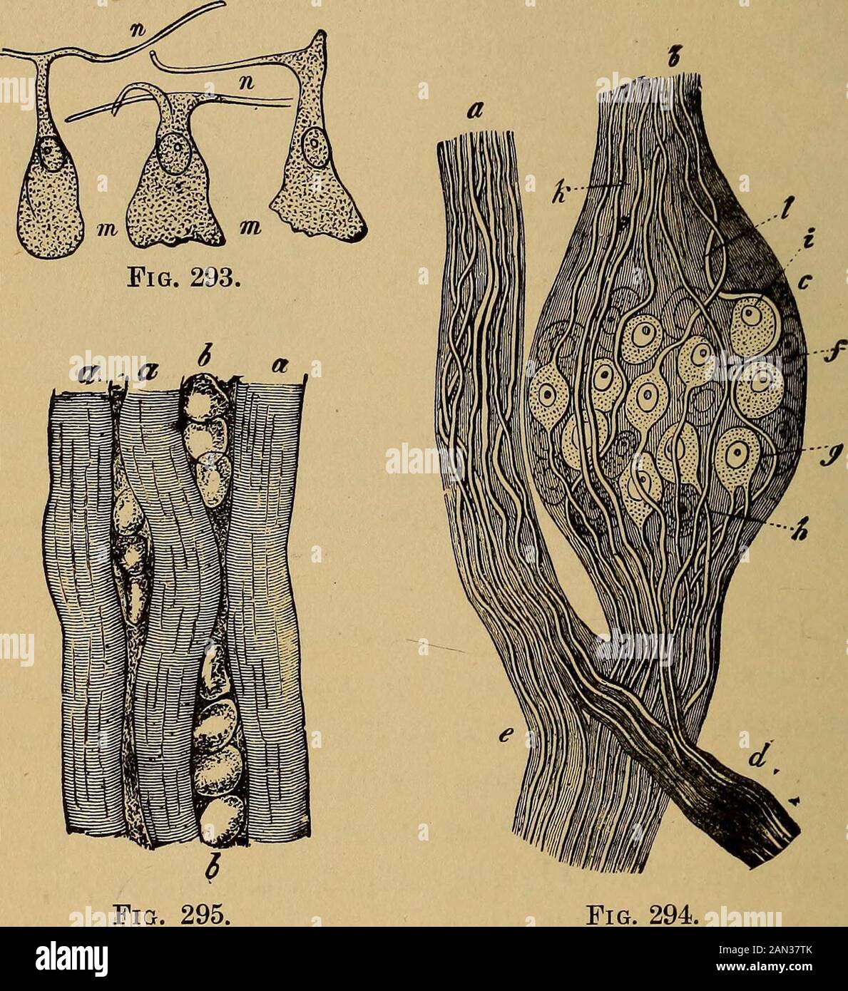 L'evoluzione dell'uomo: Una popolare esposizione dei principali punti di ontogenicità umana e filogene come sostanzituta complementare tra gli altri tessuti, come sottostancedi supporto interno e come copertura protettiva per gli organi interni. Di forme e varietà di tessuto connettivo, si curano del tessuto gelatinoso (Fig. 291 ; Fig. 6, vol. I. p. 126), il tessuto fatisceo e il tessuto chorda come prima; il tessuto fibroso cartilagineo (Fig. 292), e tessuto osseo (Fig. 5, vol. i. p. 126) come le formazioni più recenti. Tutte queste varie forme di tessuto connettivo sono prodotti del mediger Foto Stock